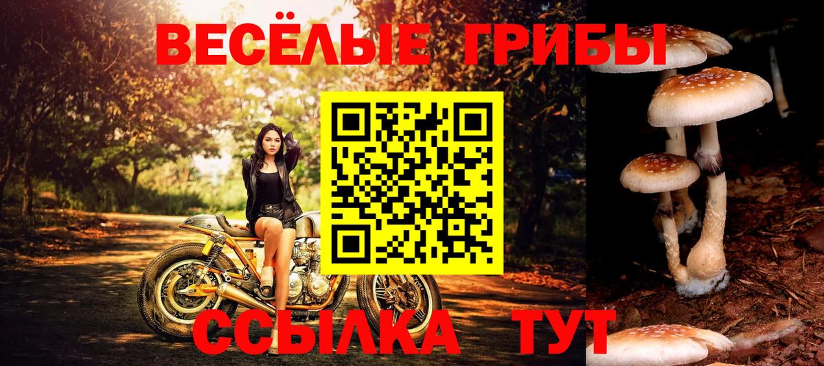 закладка  Галлюциногенные грибы ЛСД  Всеволожск  Вход с VPN  Псилоцибиновые грибы Psilocybine cubensis 